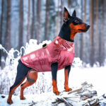 Cane di taglia media con grandi orecchie marroni e nere che indossa un cappotto trapuntato di colore rosa metallizzato. Il cane è su una roccia innevata in campagna con una foresta sullo sfondo.